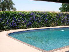 pool with brick coping