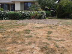 bordisso lawn before