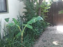 bordisso side yard before