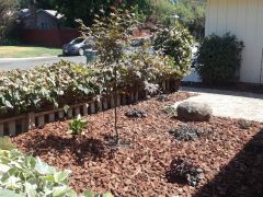 bordisso when planted