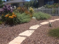 drought tolerant after 1 year