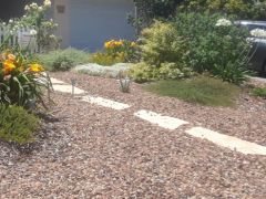 drought tolerant after 1 year tamu