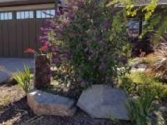 Zenker butterfly bush