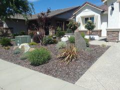 Singha front yard after 1 year   Copy