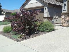 Zenker side yard after 1 year